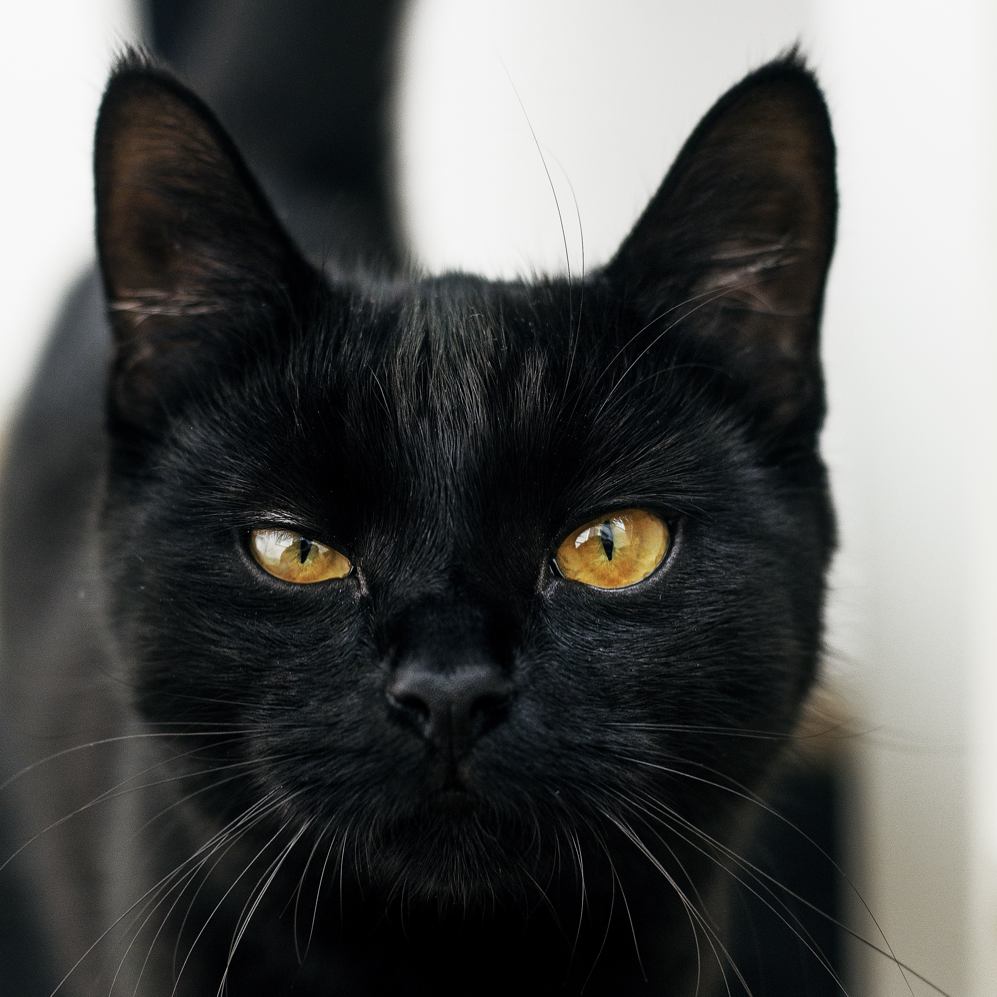 A vertical shot of a black cat with yellow eyes looking at the camera with a blurred background